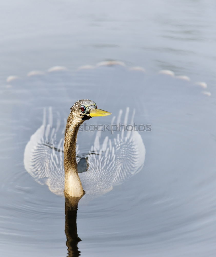 Similar – Reiherlei Umwelt Natur