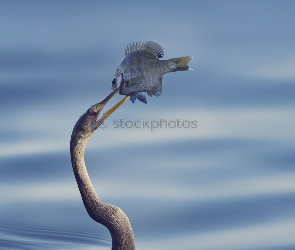 Similar – Image, Stock Photo Old rusted lampshade without bulb in front of sea and sky as blurred background