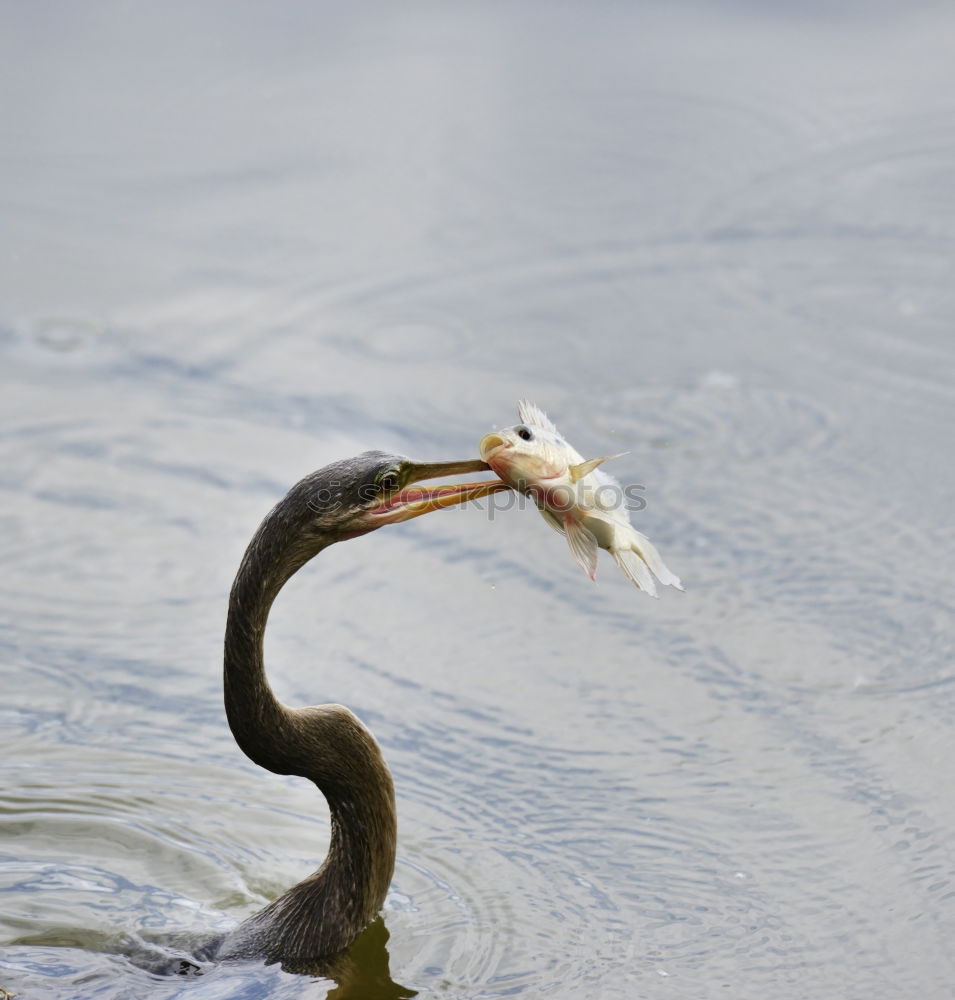 Similar – Reiherspiegel Umwelt Natur