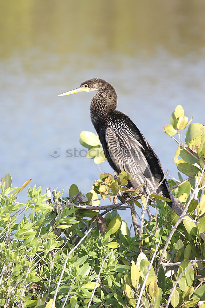 Similar – Image, Stock Photo Giant Kingfisher