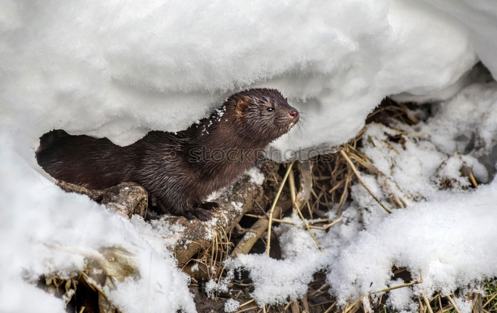 Similar – Image, Stock Photo A wren lies dead in the snow of a wintry meadow