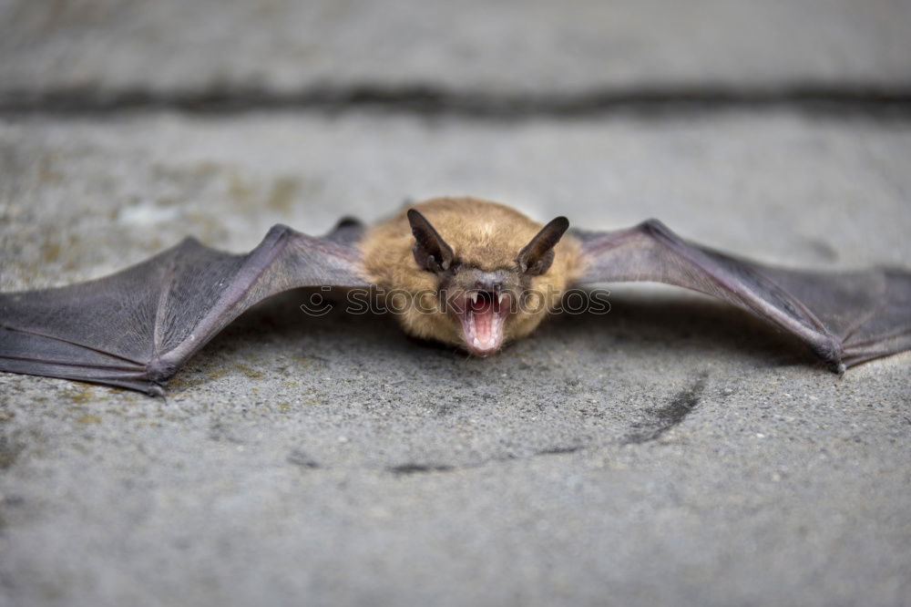 Similar – Image, Stock Photo still tired Animal