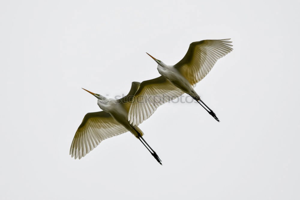 Image, Stock Photo spoonbill Environment