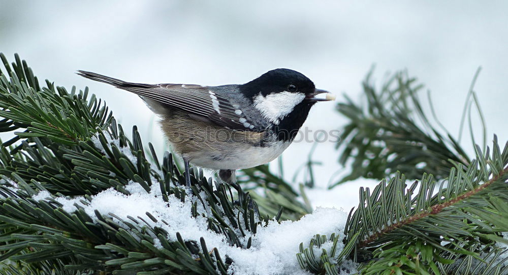 Similar – Image, Stock Photo a bird comes flying! Bird