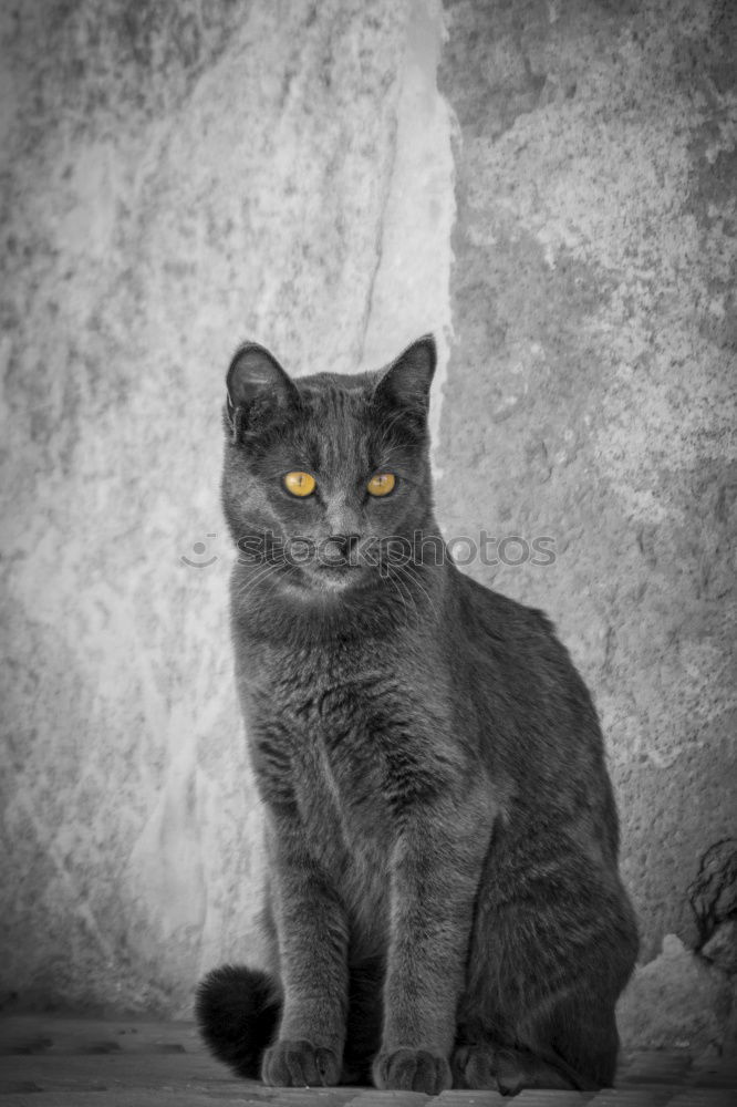 Similar – just a cat (3) Katze Tier