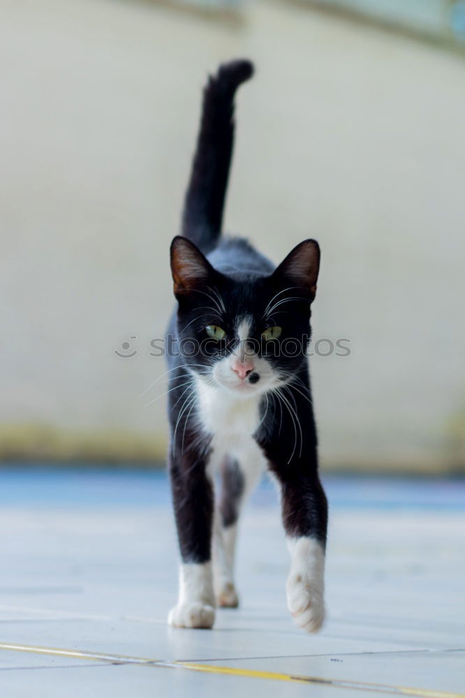 Similar – Image, Stock Photo There’s a black cat lying in wait on the wall.