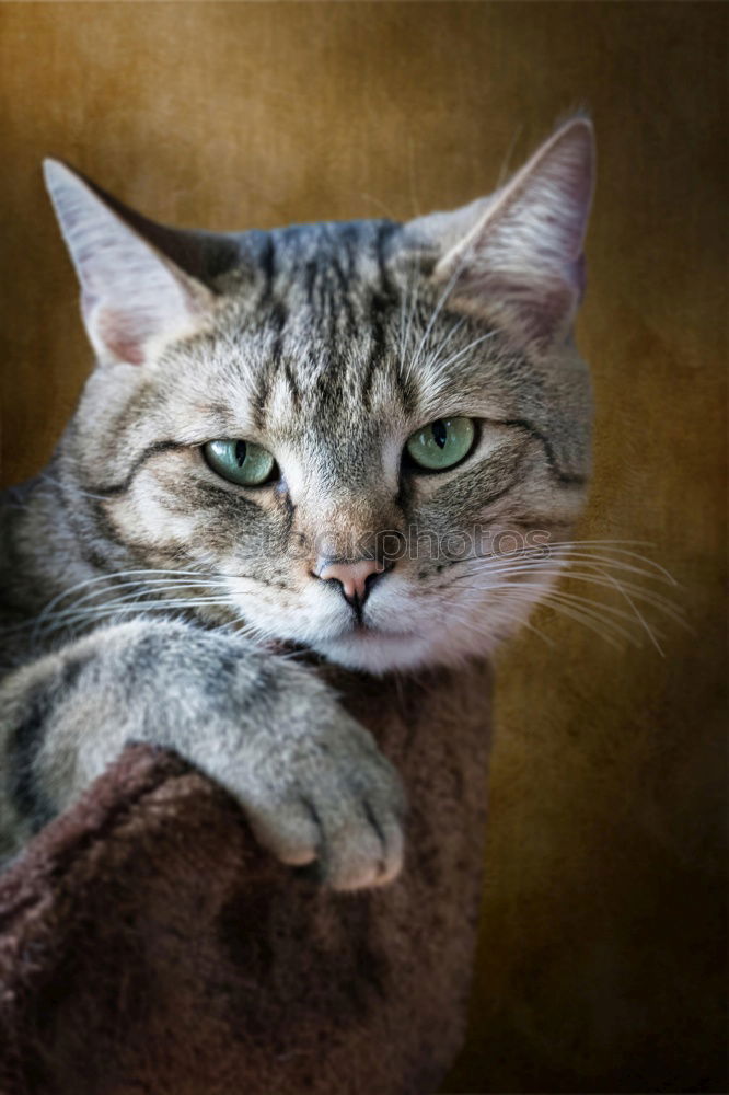 Similar – Image, Stock Photo Cat’s life!
