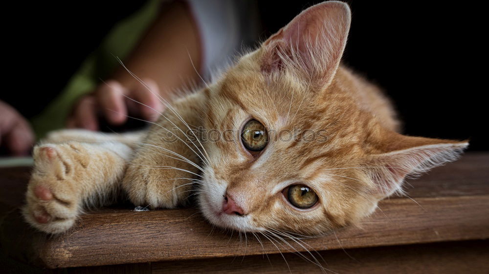 Cat stretches out