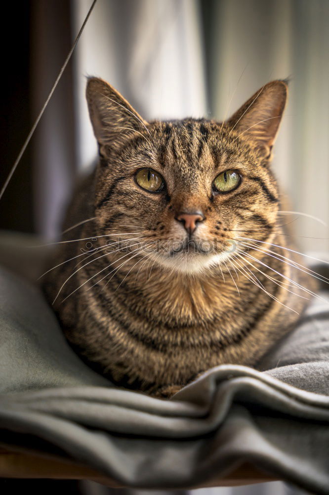 Similar – Image, Stock Photo Low tiger cat with blue eyes