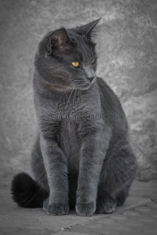 Similar – Image, Stock Photo Russian Blue Cat Elegant