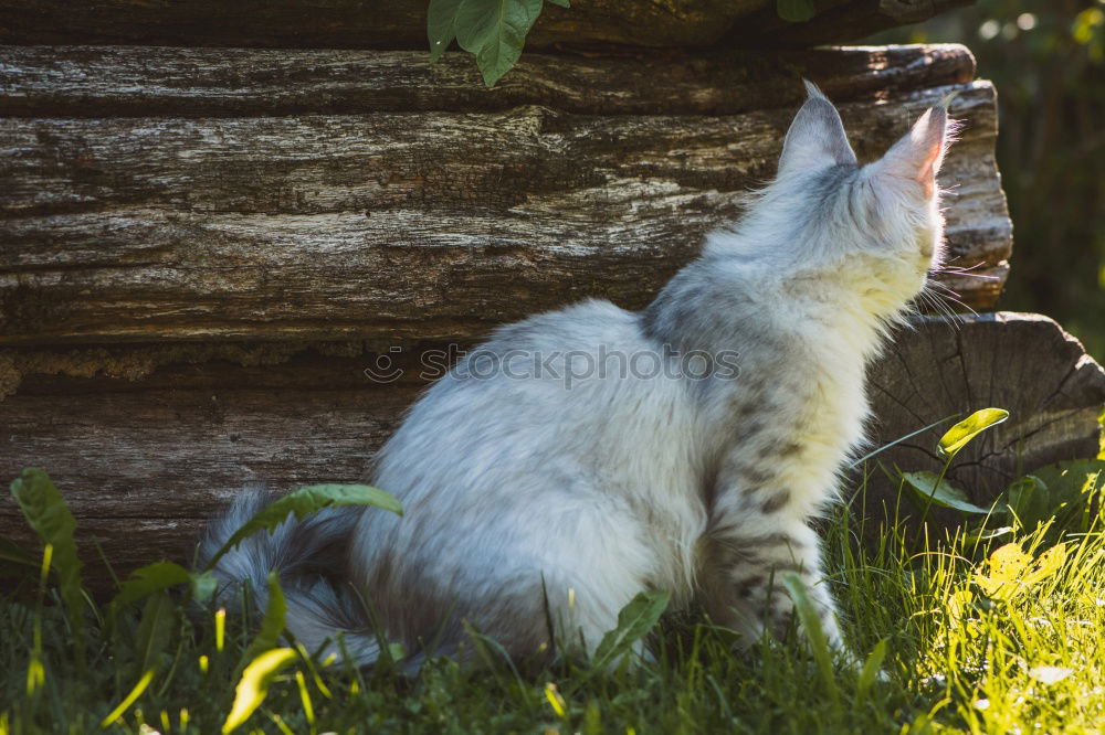 Image, Stock Photo Dog watches chicken and chicks