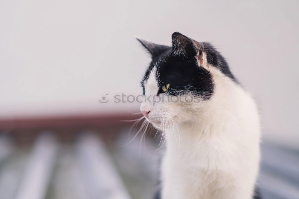 Similar – Image, Stock Photo Katze zwischen Blumen