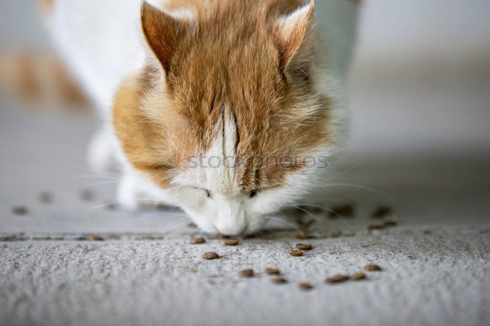 Similar – Image, Stock Photo cute small dog sitting and waiting to eat