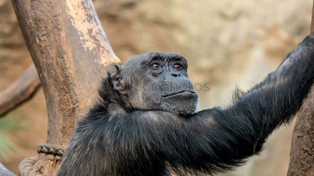 Similar – Image, Stock Photo Monkey II Animal Monkeys 1