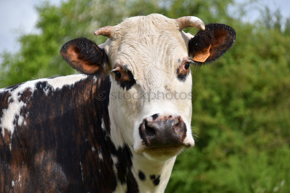 Similar – brown cattle Animal Grass