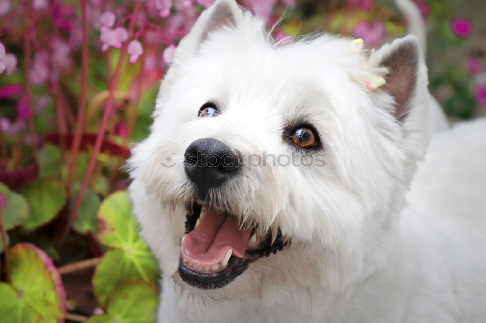 Similar – A beautiful white samoyed running through wildflowers