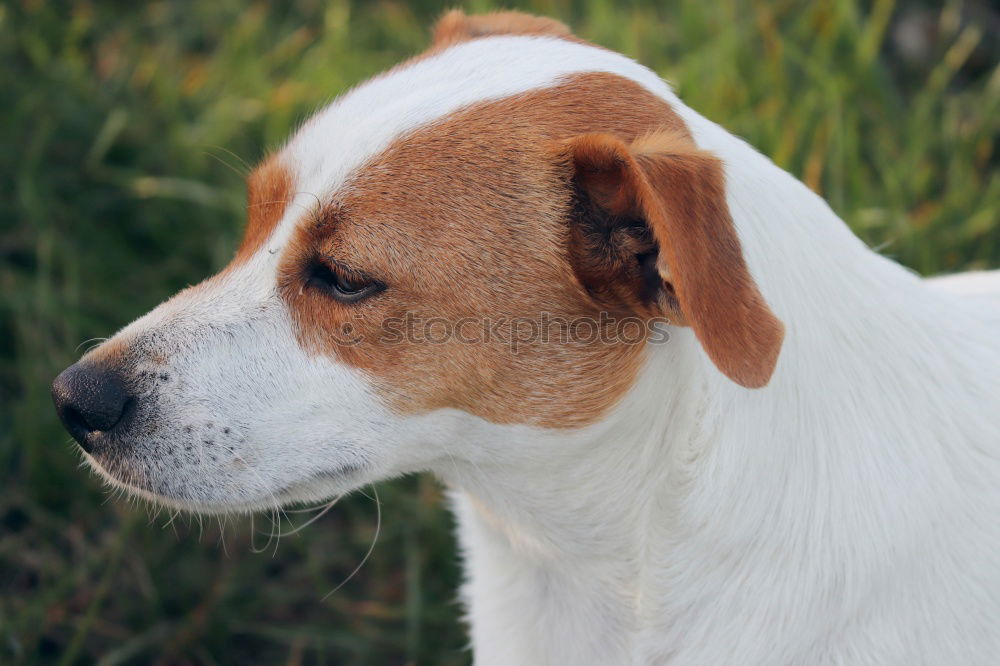 Similar – Image, Stock Photo Uh? Uh? Animal Pet 1