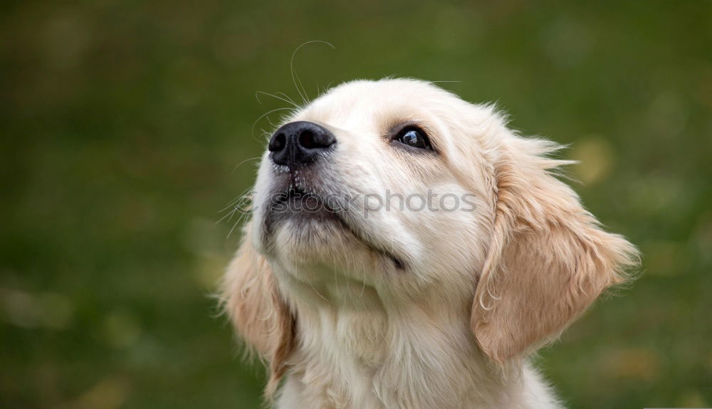 Similar – Dog in the grass, looking for something?