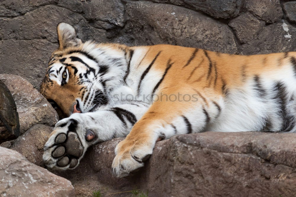 Image, Stock Photo Total Relax Animal