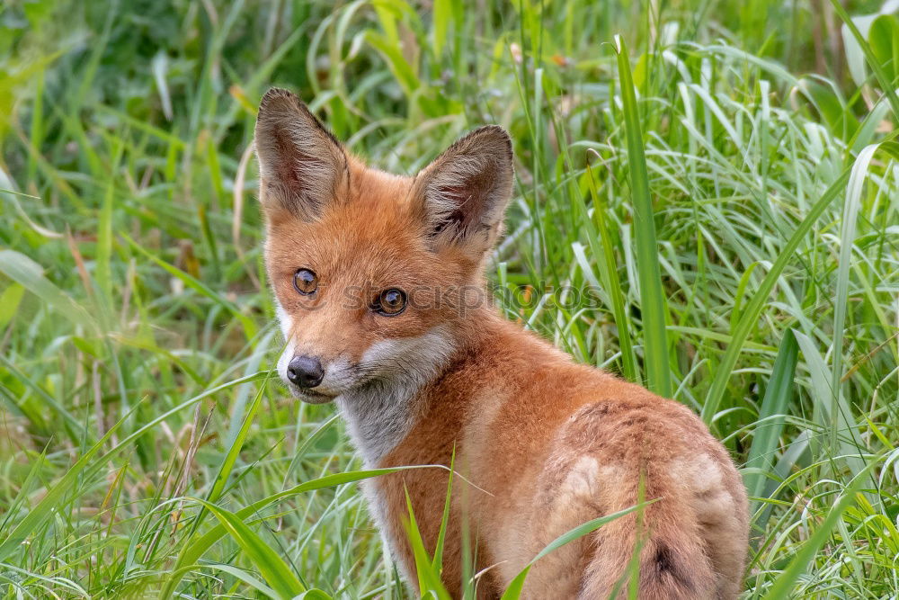 cute little fox cub Happy