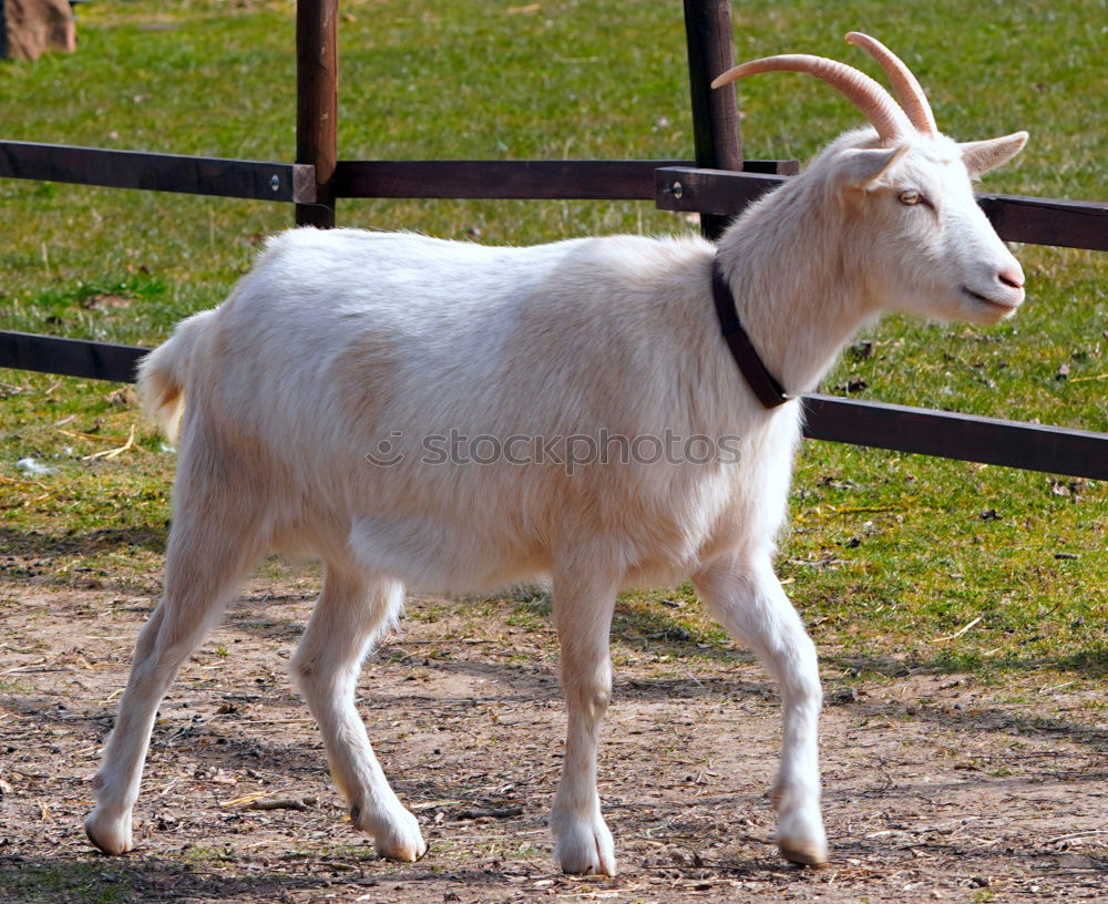 Similar – Image, Stock Photo Goat enjoys autumn sun