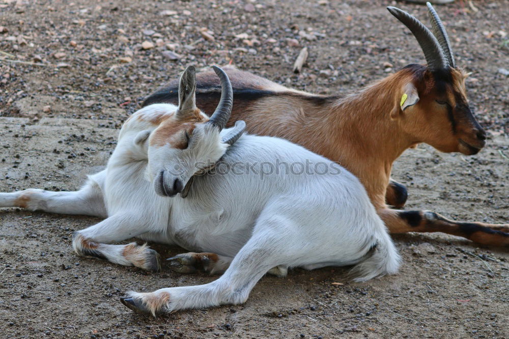 shaft day Farm animal