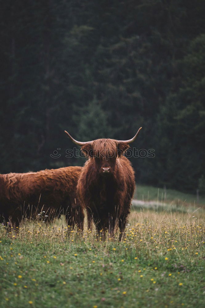 Similar – Image, Stock Photo Cow on the Rotwand Upper Bavaria