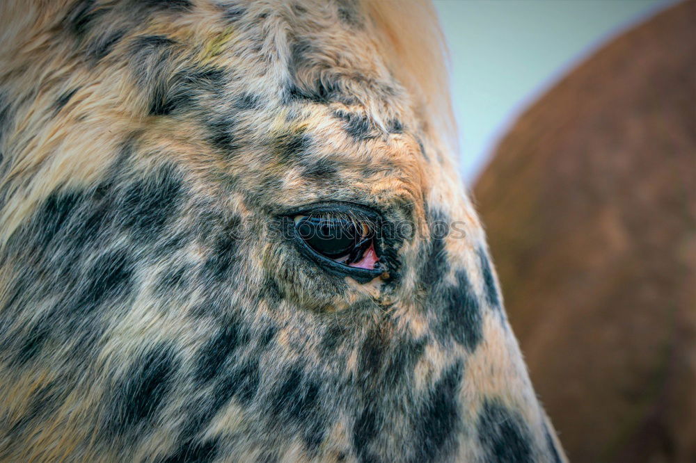 Similar – Image, Stock Photo stag’s eye Nature Animal