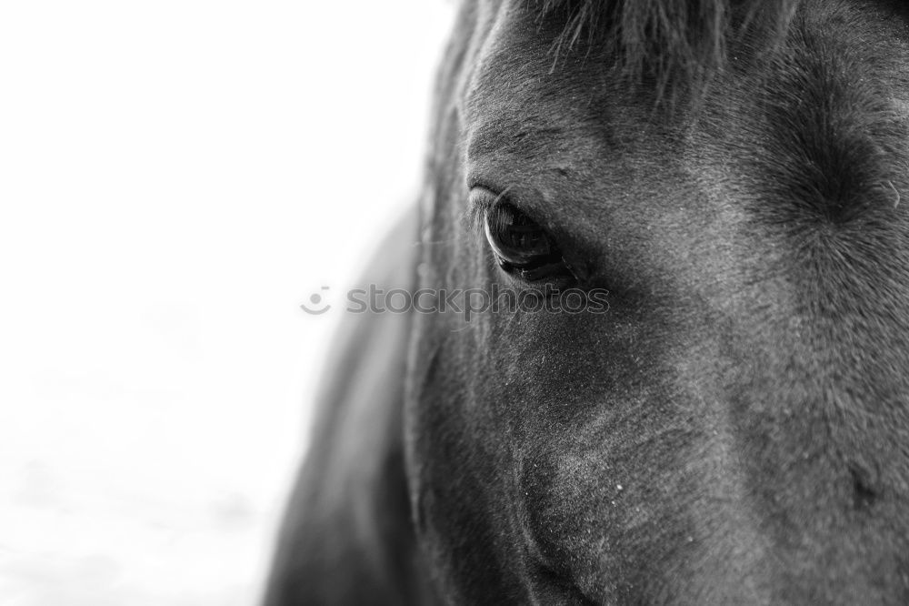 Similar – Image, Stock Photo Horses on meadow in fog