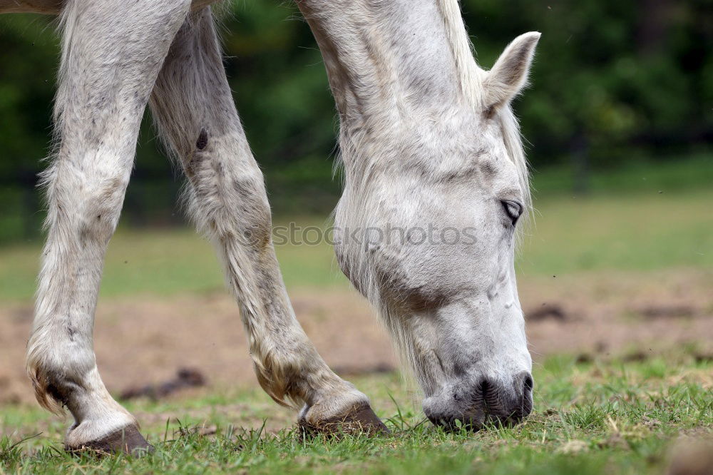 Similar – Image, Stock Photo Moldy Environment Nature