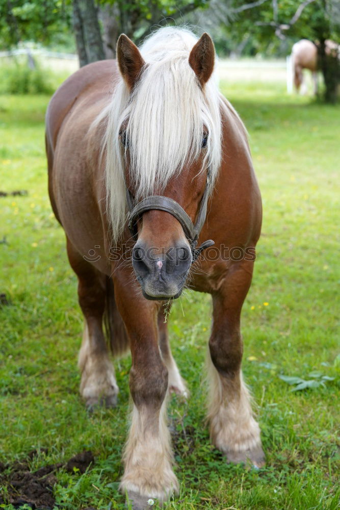 Similar – Icelanders Animal 1 Brown