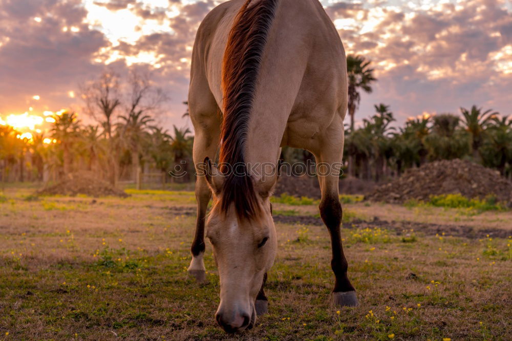 Similar – Two ponies playing Summer