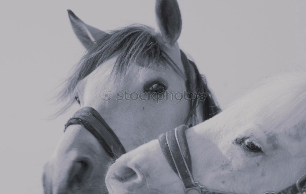 Similar – Image, Stock Photo Horses on meadow in fog