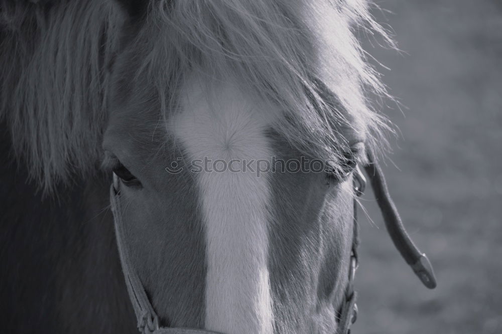 Similar – Image, Stock Photo Horses on meadow in fog