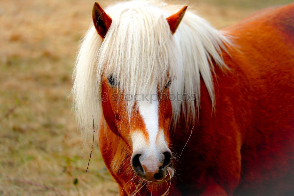 Similar – Image, Stock Photo humans in animals Horse