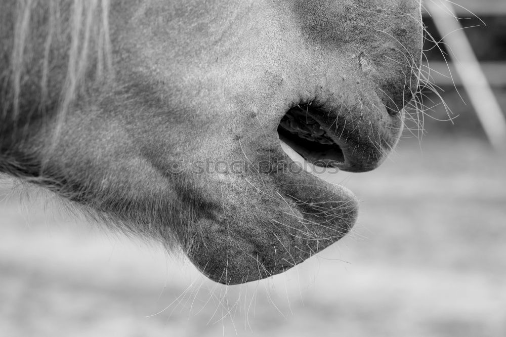 Similar – Image, Stock Photo Horses on meadow in fog