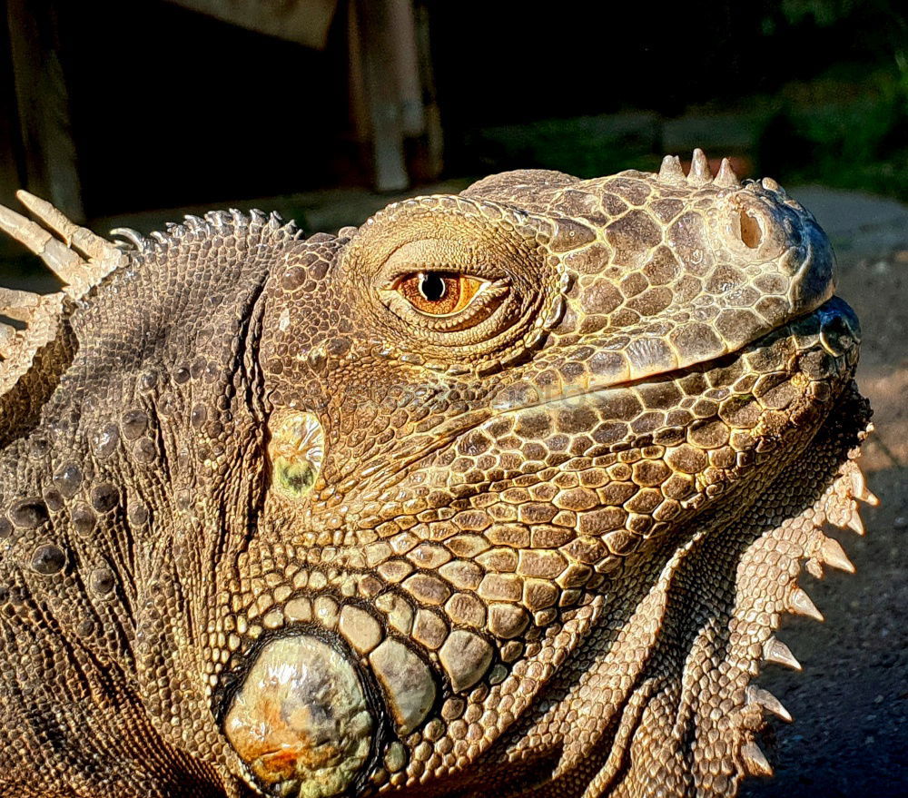 Similar – Horned toad lizard