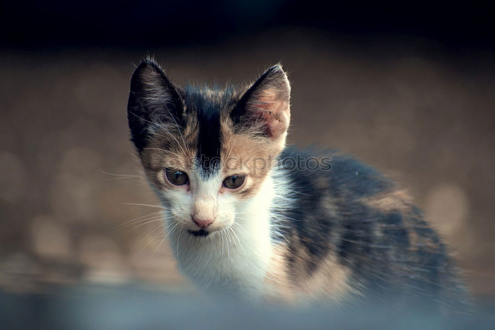 Similar – Image, Stock Photo Stray kitten sitting and looking at camera