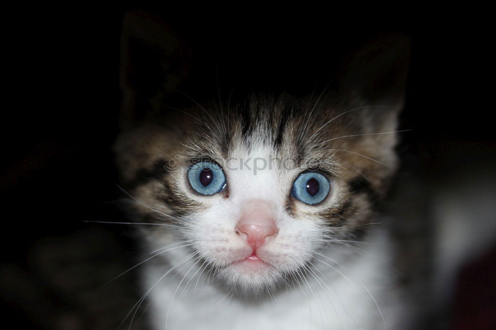 Foto Bild freche Katze mit Sonnenbrille streckt die Zunge heraus