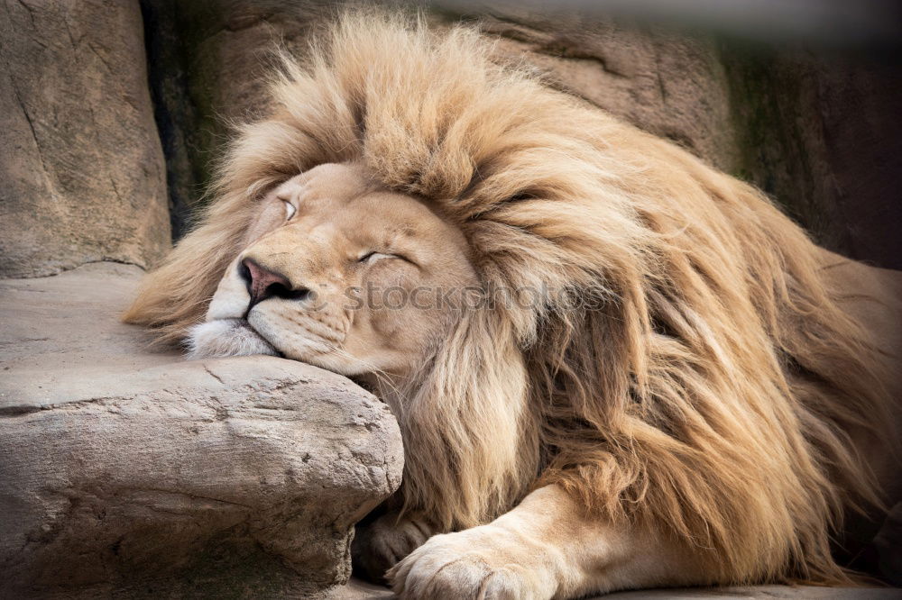 Similar – Close up profile portrait of male African lion