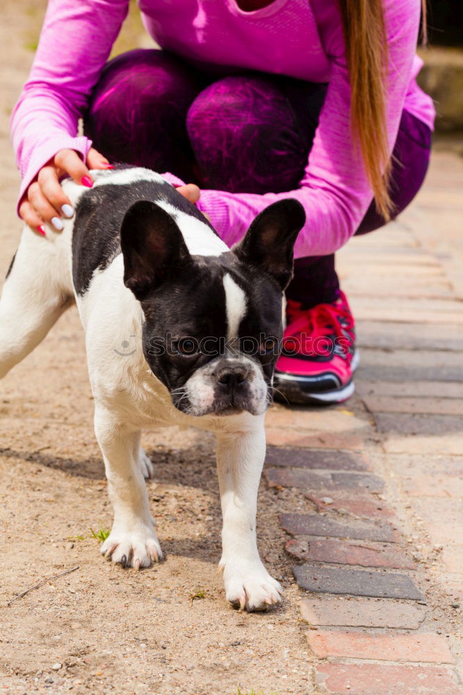 Similar – Image, Stock Photo Boston Terrier and boy