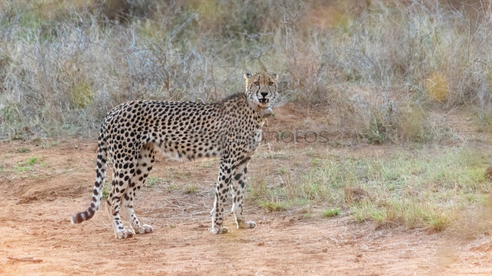 Similar – Cheetah #1 Tourism Safari