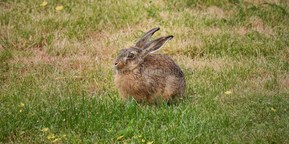 Similar – Image, Stock Photo camo rabbit Nature