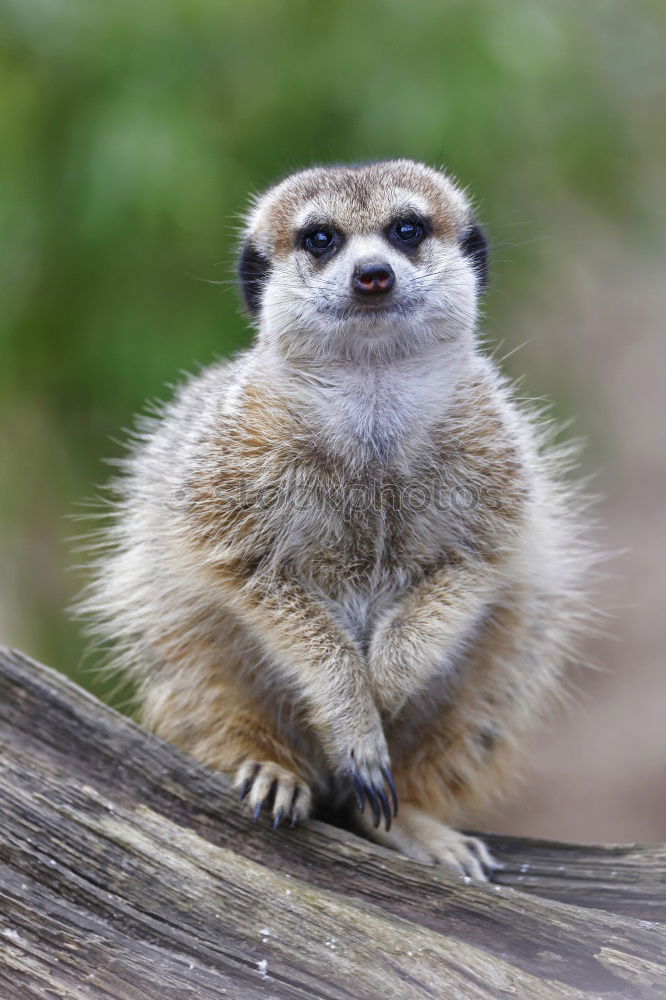 Similar – meerkats Winter Animal