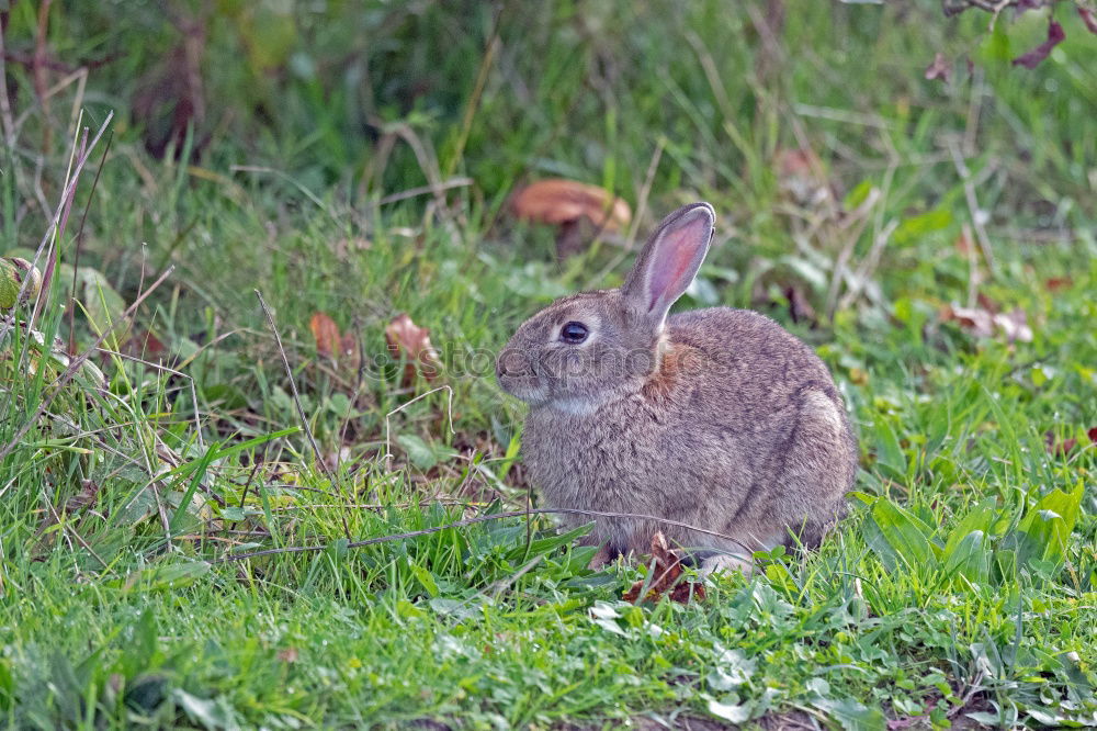 Similar – Image, Stock Photo camo rabbit Nature