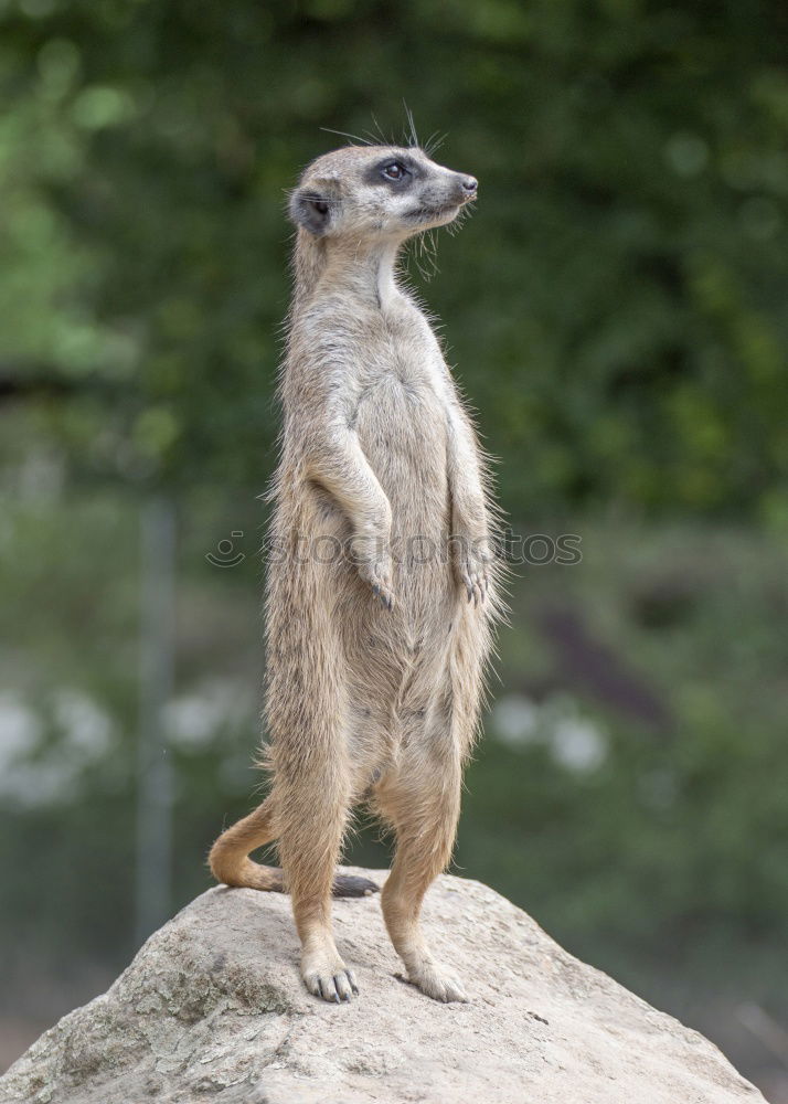 Similar – raised hide Meerkat Animal