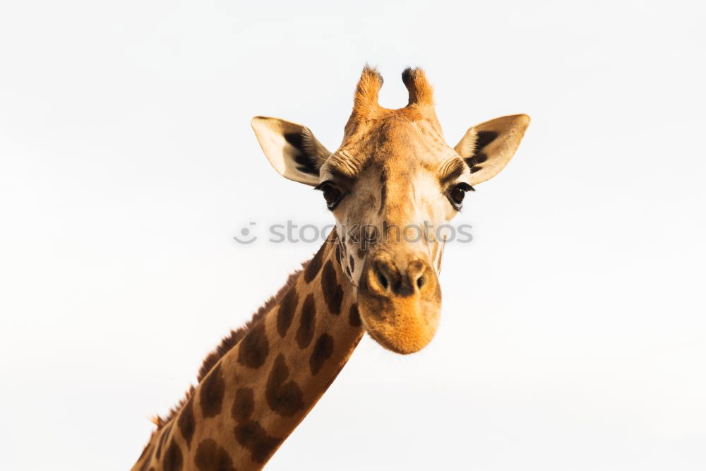 Similar – Image, Stock Photo Giraffe head Body Safari