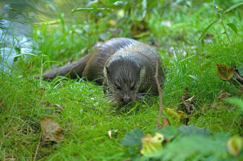 Image, Stock Photo On a reconnaissance tour