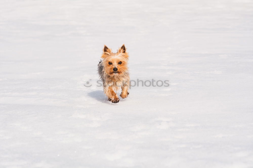 Similar – snow hare Nature Winter