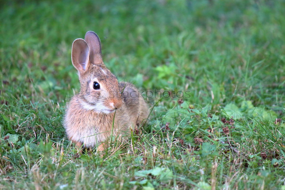 Similar – Image, Stock Photo Wild rabbit ;-) Trip